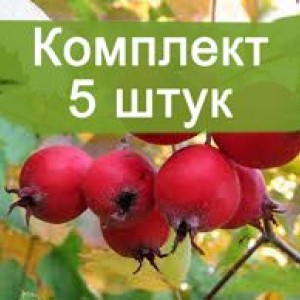 Комплект 5шт / Боярышник Барыня