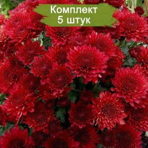 Комплект 5шт / Хризантема Branhill Red (Мультифлора/Бордовая)