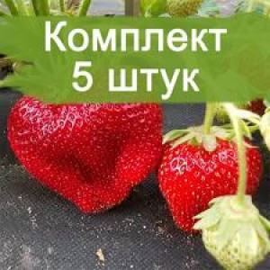 Комплект 5шт / Клубника Чамора Туруси (Не ремонтантная/Поздняя)