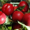 Комплект 5шт / Нектарин Рубиновый 8: фото и описание