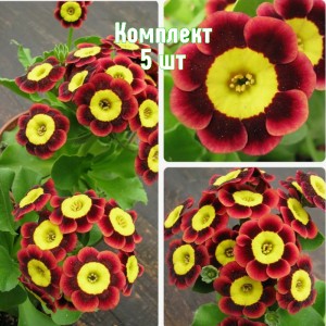 Комплект 5шт / Примула Тед Робертс