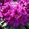 Комплект 5шт / Рододендрон Азуро: фото и описание