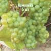 Комплект 5шт / Виноград Изумруд: фото и описание