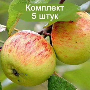 Комплект 5шт / Яблоня Коричное полосатое (Предзаказ)