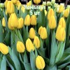 Комплект 5шт / Тюльпан Нови Сан: фото и описание