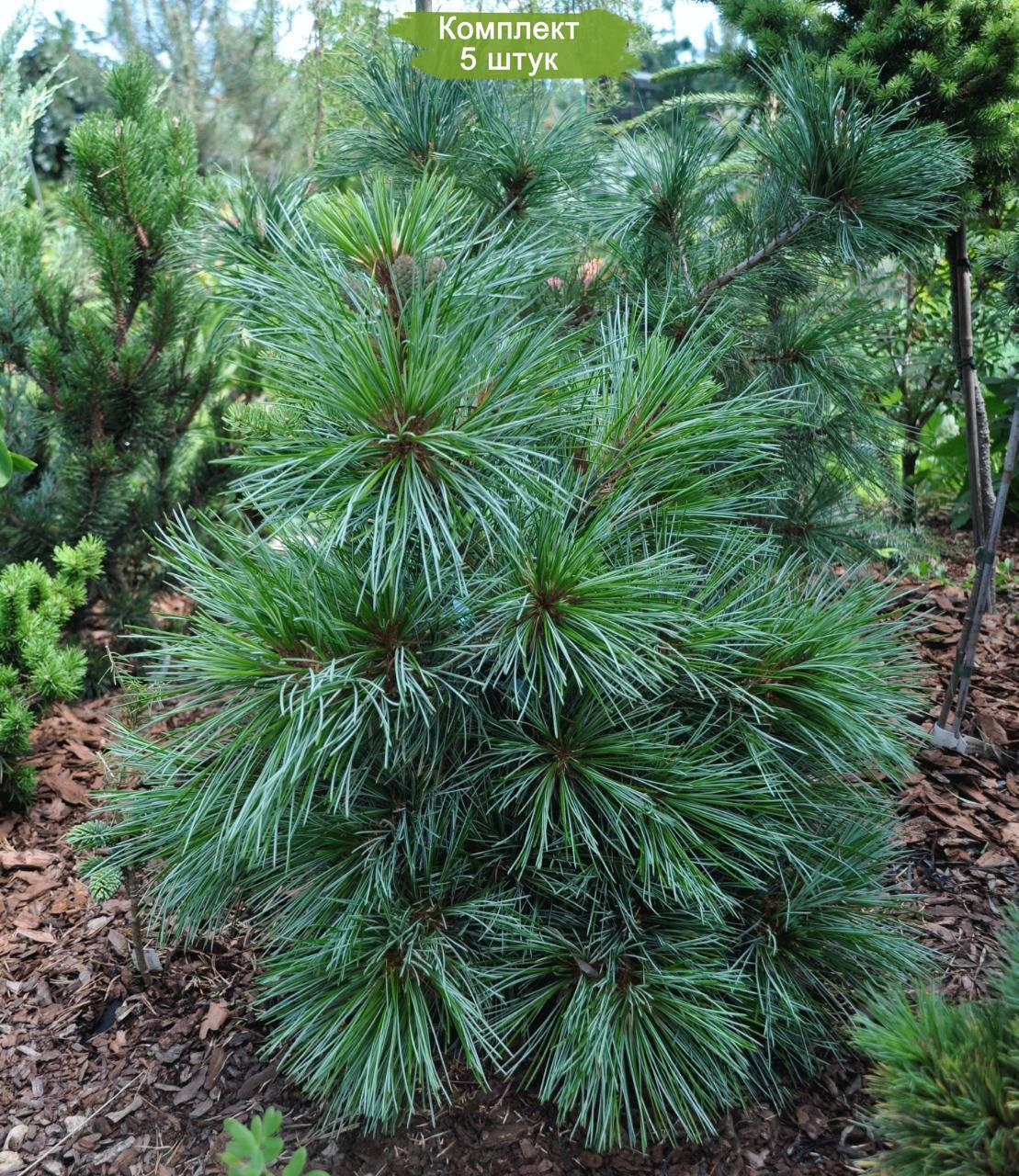 Pinus koraiensis